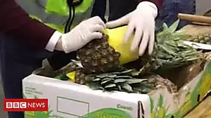 Cocaine found in fresh pineapples