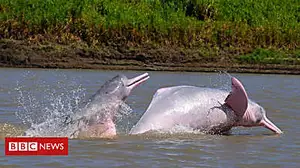 The man risking his life to save pink dolphins