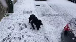 Puppy sees snow for the first time