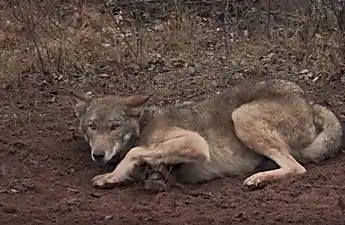 [Gallery] The Wild Wolf's Reaction To The Man Who Rescued Him From A Trap Is Priceless