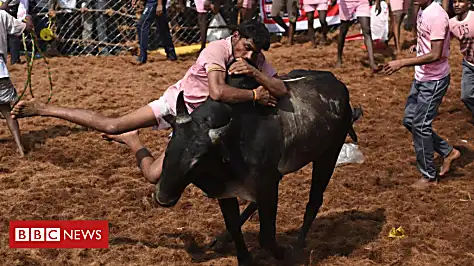 Five gored to death in bull-taming event