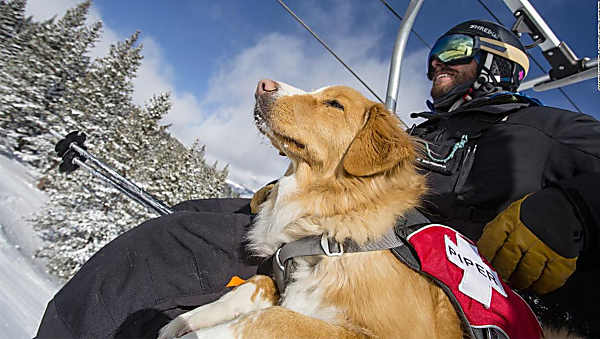 Colorado's ski rescue dogs are the real-life Paw Patrol