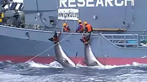 Australia fails to block Japan whaling footage