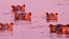 [Gallery] 110 Hippos Died But Scientists May Know The Reason