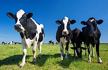 The Link Between Dementia and Cows