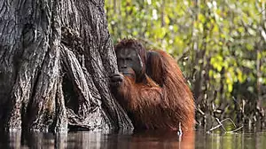 'Poignant' orangutan photo wins top prize