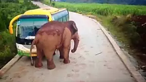 Wild elephant attacks a bus
