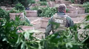 On the frontline of the cannabis crackdown