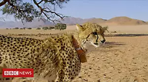 Is it possible to escape a cheetah?