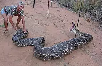 Python Eats A Crocodile Whole Then The Unexpected Happens