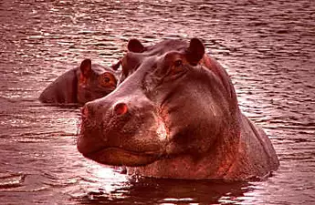 [Gallery] Many Hippos Were Found Dead In Namibia – But Scientists May Now Hold The Answers