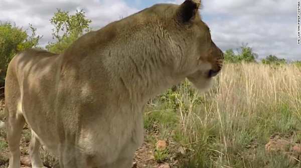 Lion mauls woman to death at popular South African wildlife sanctuary