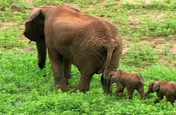 [Pics] You'll Never Guess What This Mother Elephant Is Hiding