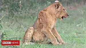 Why are lions being poisoned in Uganda?