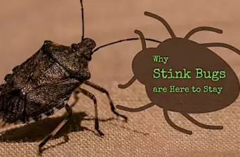 Why Stink Bugs Are Here to Stay