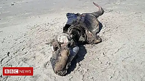Mysterious sea creature found on beach