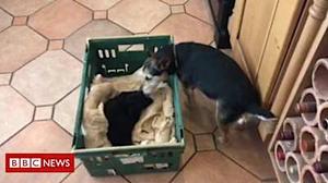 Dog gives lamb the 'lick of life'