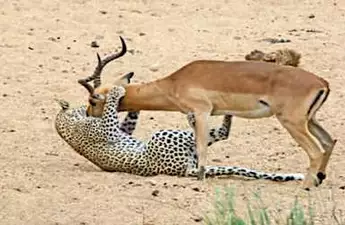 [Pics] A Pack Of Baboons Team Up To Save An Impala From An Angry Cheetah, The Impala's Reaction Is Priceless