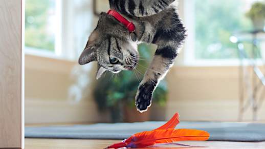 Fight The Effects Of Aging In Your 7+ Year Old Cat Fight The Effects Of Aging In Your 7+ Year Old Cat