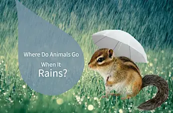 Where Do Animals Go In the Rain?