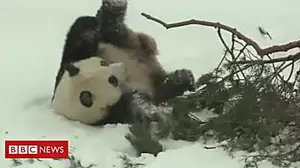 Is it a snowball? No it's a rolling panda