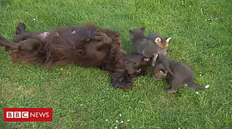 Three fox cubs adopted by farmer's dog
