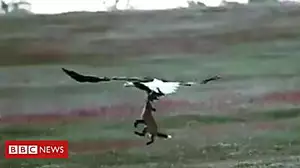 Fox catches rabbit, then eagle swoops in