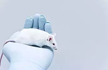 MIT And Harvard Scientists Reverse Aging In Mice, Study Says