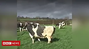 Cows jump for joy after winter indoors