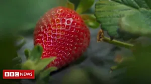 Come strawberry picking with robots Come strawberry picking with robots