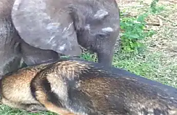 [Pics] This Baby Elephant Decided To Spend His Last days Alongside This Creature