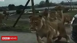 Visitors shaken as lions go over car