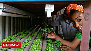 Nigeria's soil-free salad farm
