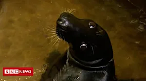 Seal injured by plastic and rope