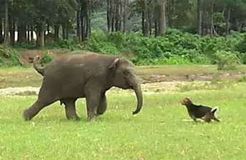[Pics] This Baby Elephant Decided To Spend His Last days Alongside This Creature