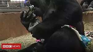 Touching moment gorilla meets newborn