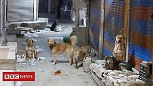 Tracking down India's killer dogs