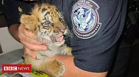 Tiger-smuggling US teenager jailed