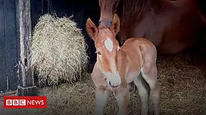 Rare Suffolk Punch foal takes first steps