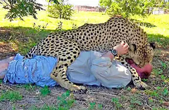 [Gallery] Cheetah Approaches Man Sleeping Under Tree, Watch What Happens Next