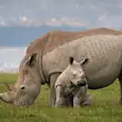 5 startling statistics about rhinos