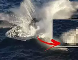 WATCH: Drone captures footage of HUGE sea monster jumping out the ocean WATCH: Drone captures footage of HUGE sea monster jumping out the ocean