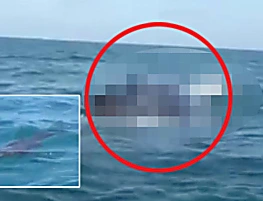 WATCH: Scary moment GIANT sea monster tosses seal up out of ocean – but what happens next?