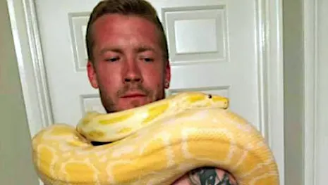 Muere estrangulado por su mascota «bebé» serpiente pitón