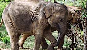 Who doesn't love baby elephants? Read about them on our Sri Lankan safari guide to Yala National Park.