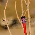 How to tell the difference between a dragonfly and a damselfly