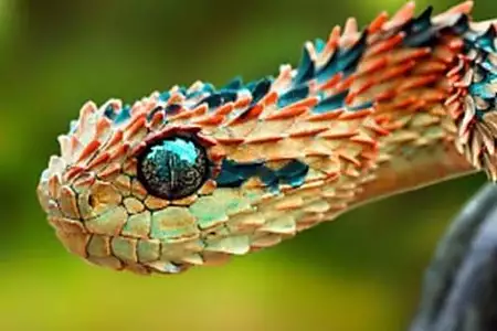 Dead In 3 Seconds! Deadliest Snakes Ever Discovered