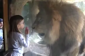 Little girl gets shock of her life after blowing lion a kiss