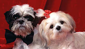 How To Keep Your Pets Healthy and Joy-filled