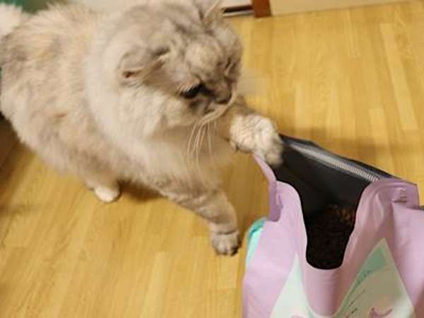 そのキャットフード選び正しい？獣医推薦フードを試すと